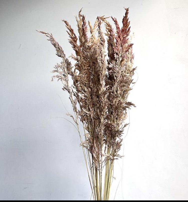 Dried Rope Grass, Natural Shades, approx 110-120cm Plume 30-50cm (Ampelodesmos) x20 stems