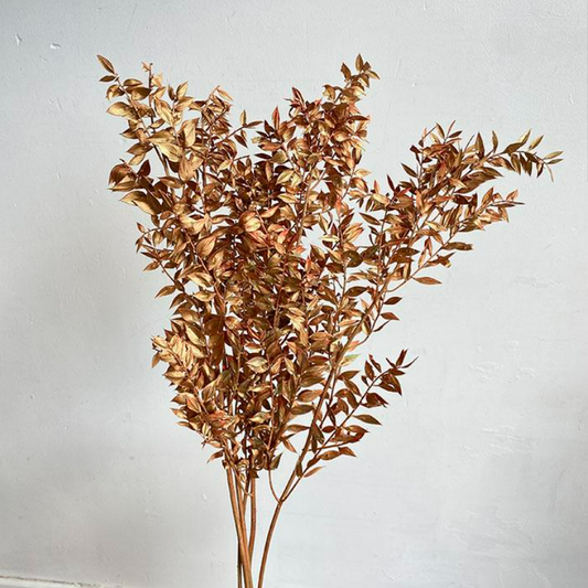 Preserved Ruscus, Metallic Bronze, 50-70cm
