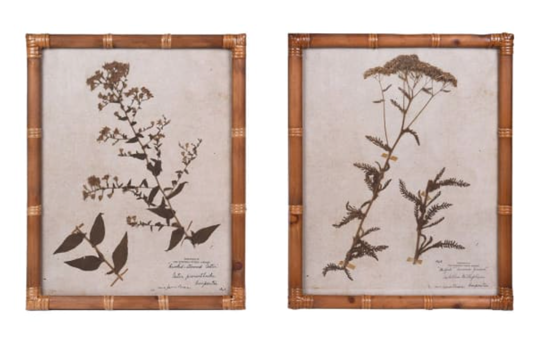 Set of 2 Achillea and Aster Prints, 50 X 40 CM