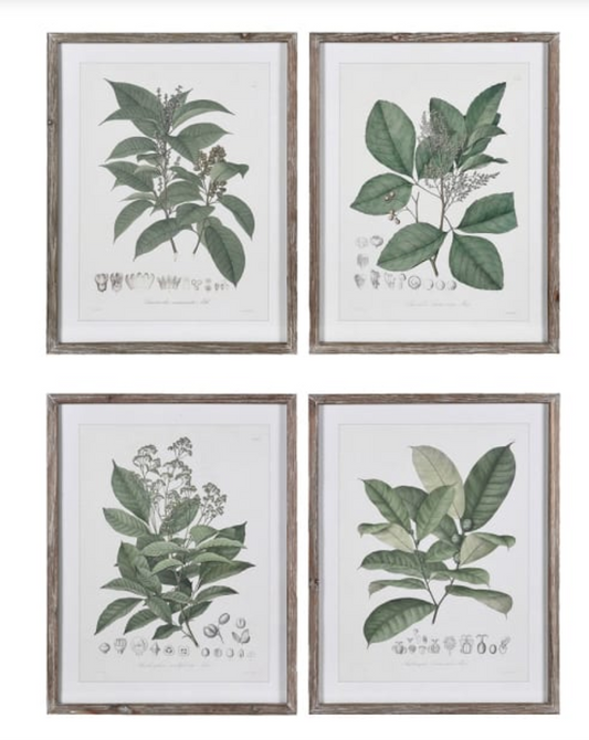 Set of 4 Perennial Herbs Framed Pictures, 65 X 50 CM