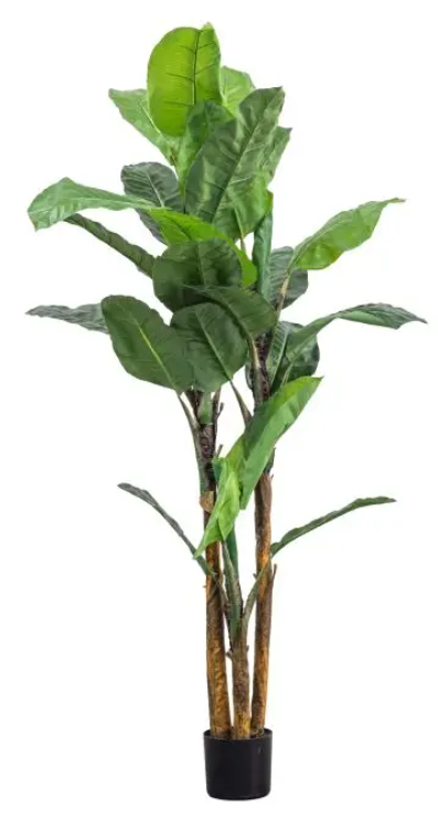 Banana Palm Large