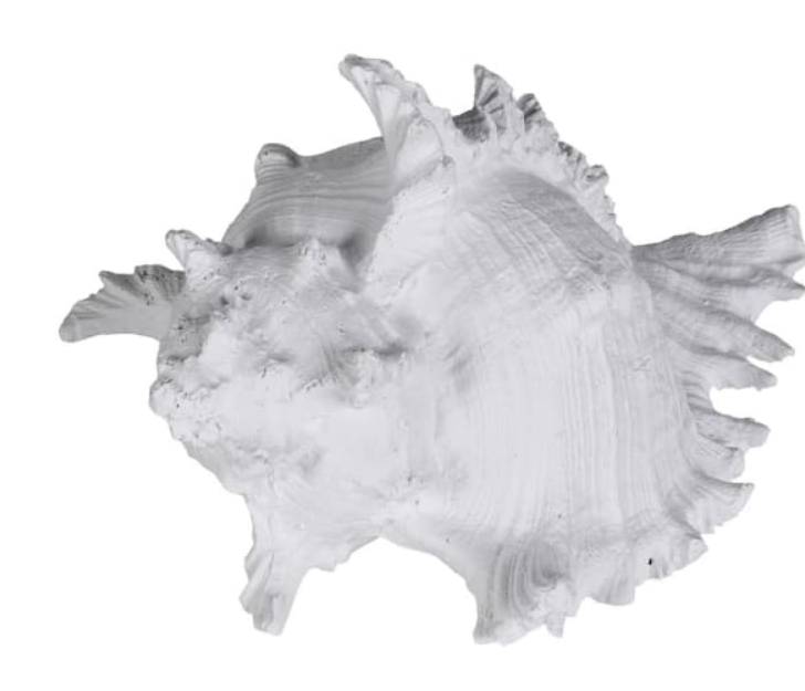 Ramosus Shell