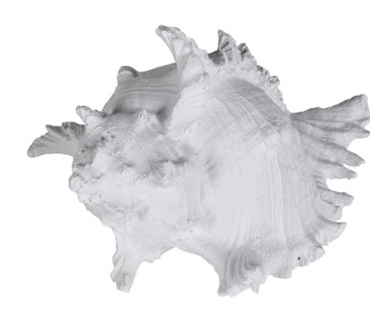 Ramosus Shell