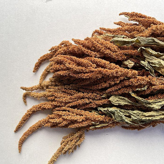 Dried Amaranthus cruentas, Natural Orange Shades, 60-70cm