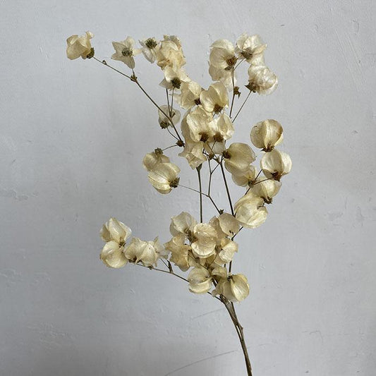 Dried Bougainvillea, Ivory, up to 50cm