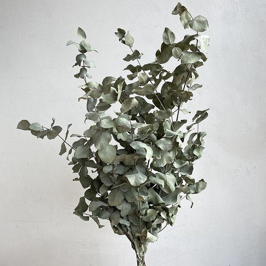 Dried Eucalyptus Cinerea, Natural Sage Green to Grey, up to 70cm