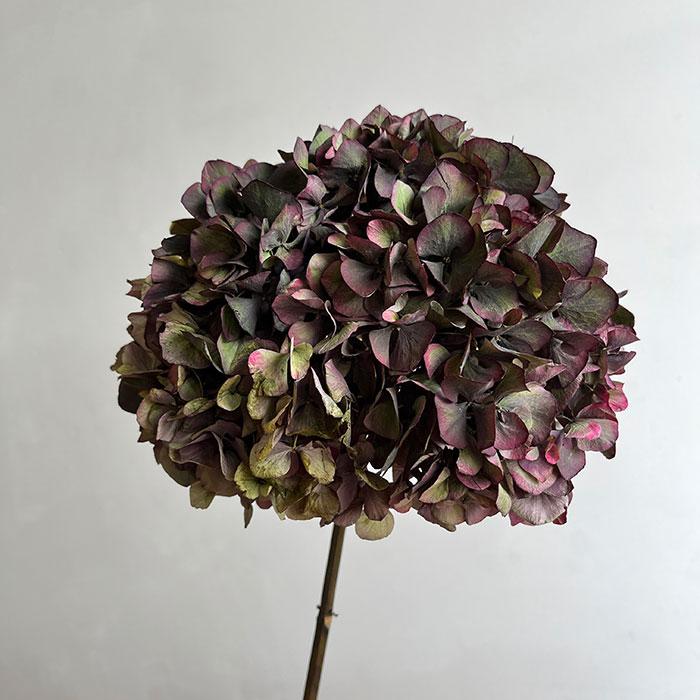 Dried Hydrangea macrophylla, Large, Natural Burgundy Shades, 60cm Bloom 18-20cm
