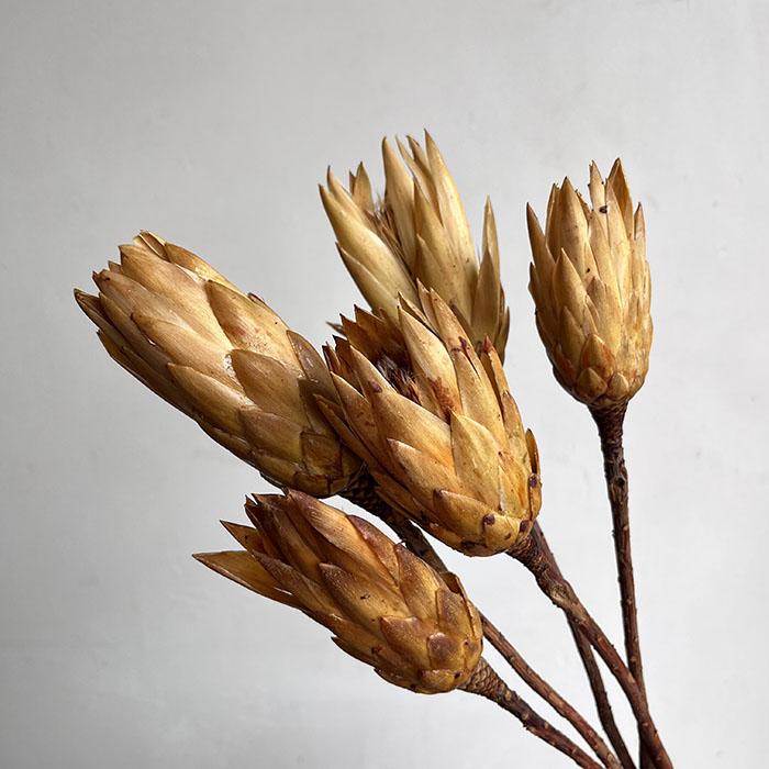 Dried Protea repens, Natural Light Brown to Ivory, approx 35cm (x5 stems)