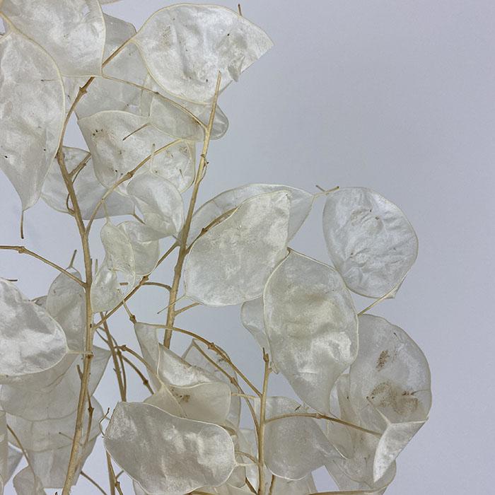 Dried Honesty, Bleached Silver White (Lunaria – peeled) up to 80cm