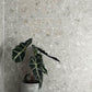 Neutra Greyish 60x60cm