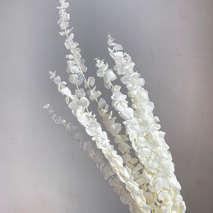 Preserved Eucalyptus Baby Blue, Bleached White, up to 70cm