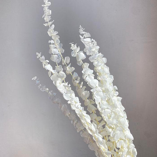 Preserved Eucalyptus Baby Blue, Bleached White, up to 70cm