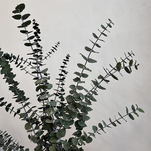 Preserved Eucalyptus Baby Blue, Green to Grey Shades, up to 70cm