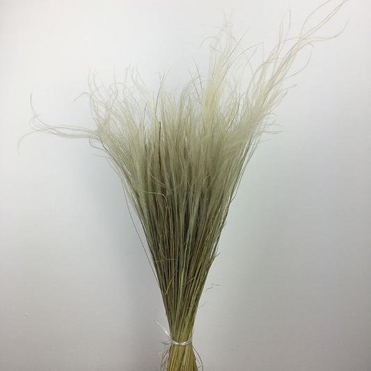 Dried Feather Grass, White (Stipa Penata) Approx 40-50cm