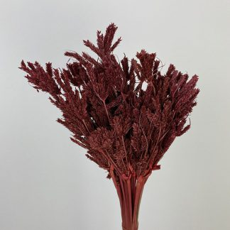 Dried Umbrella Sedge, Dark Red, 45-50cm