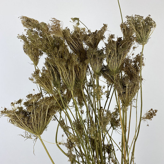 Dried Fennel, Natural, 60-80cm