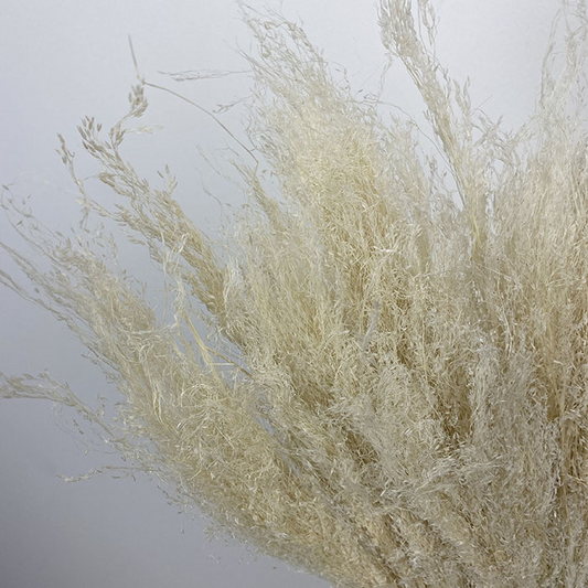 Dried Star Grass, Neutral Ivory (Agrostis) 30-35cm