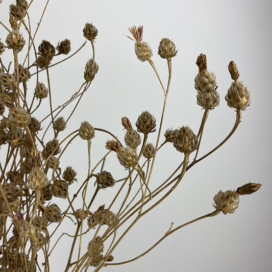 Dried Centaurea argentina, Natural, 50-80cm (Knapweed)