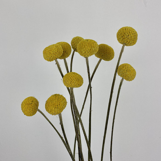 Dried Craspedia, XL Paint Pop, Yellow (Billy Buttons) 80cm