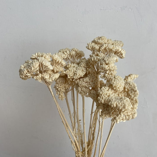 Dried Achillea, Bleached Ecru, 60cm
