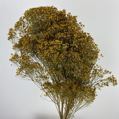 Dried Broom Bloom, Ochre Yellow 100gm, 35-50cm