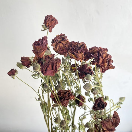 Dried Butterfly Ranunculus, Natural, Russet, 45-50cm