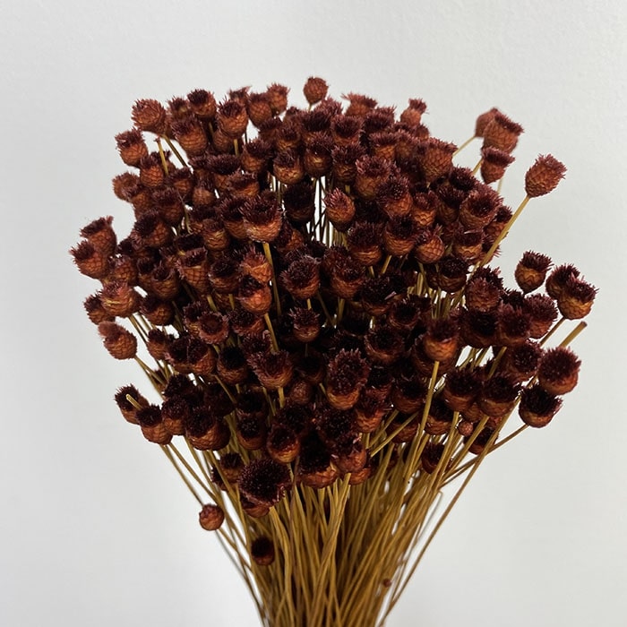 Dried Happy Flower, Dark Brown (Jazilda) 50cm