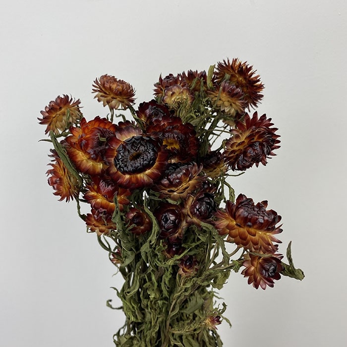 Dried Helichrysum bracteatum, Natural Dark Reds & Browns (Straw Flower) 50-60cm