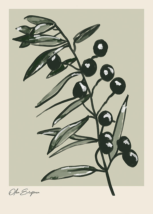OLEA EUROPAEA POSTER
