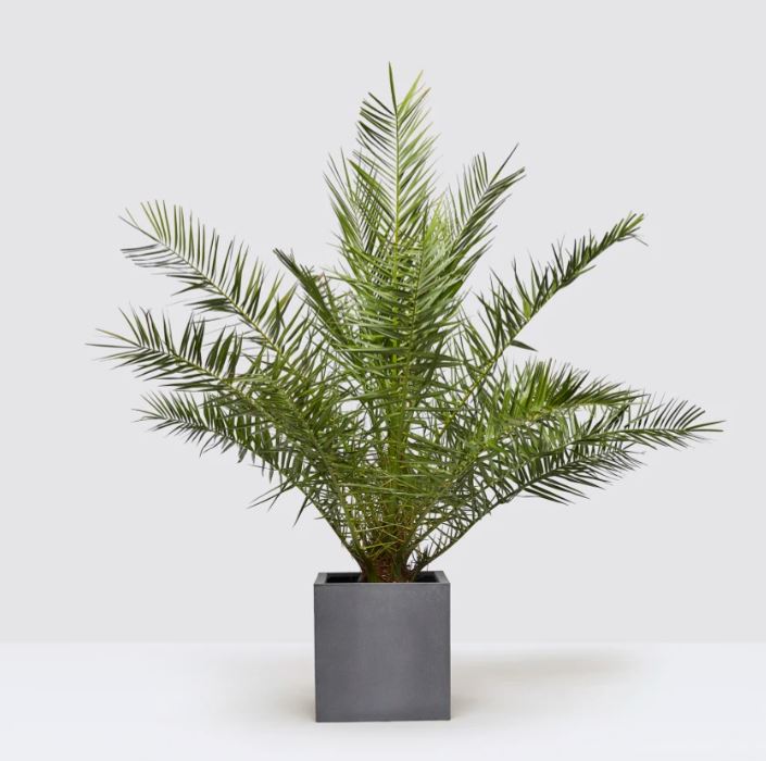 Canary Island date palm Phoebe