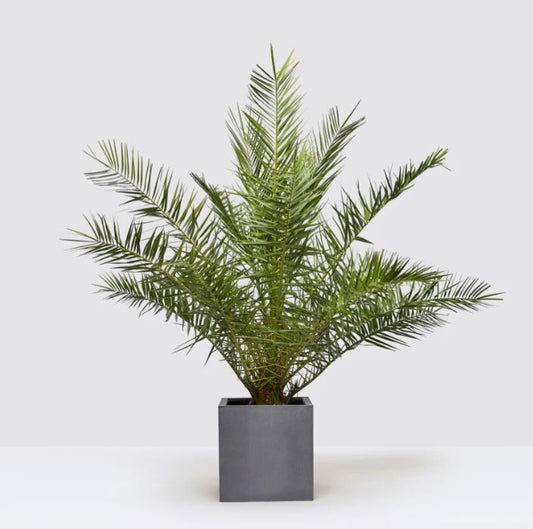 Canary Island date palm Phoebe