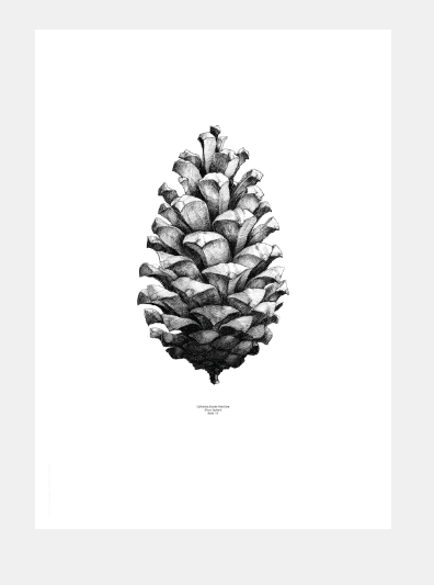 Nature 1:1 Pine Cone - White By Form Us With Love 50x70cm