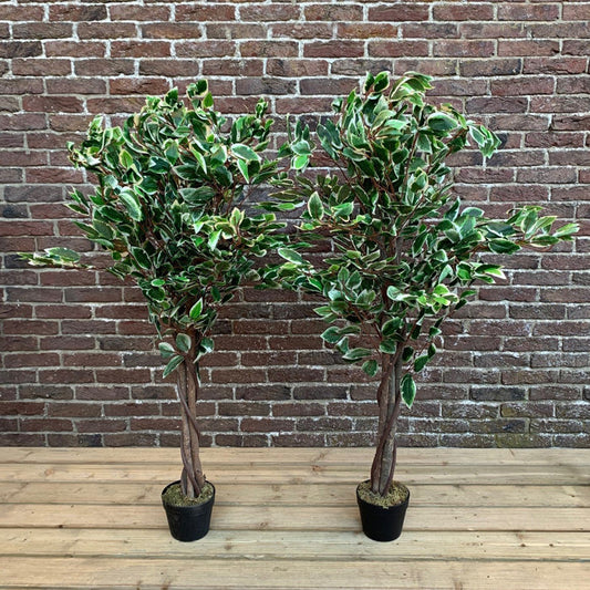 Foliage Topiary in Pot Set