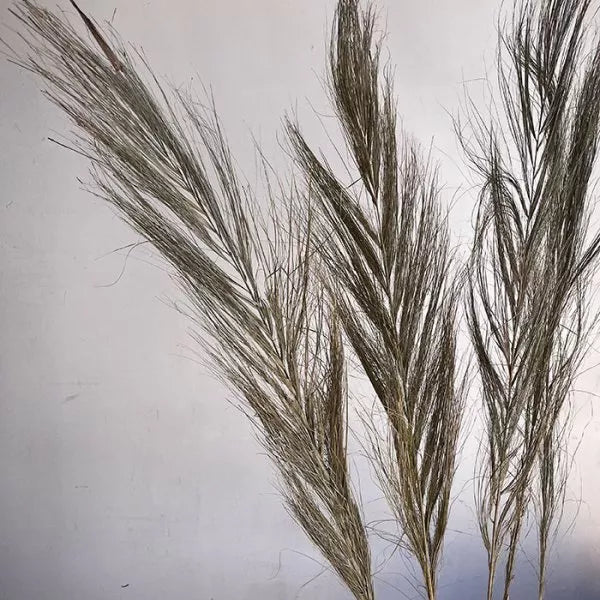 Dried Date Palm, Natural, 80-100cm (Phoenix)