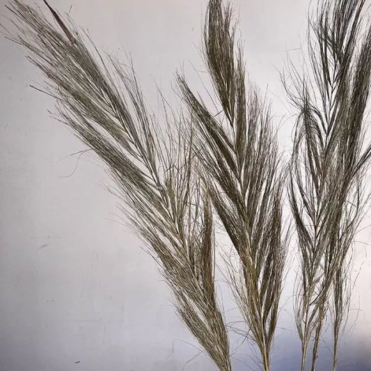 Dried Date Palm, Natural, 80-100cm (Phoenix)