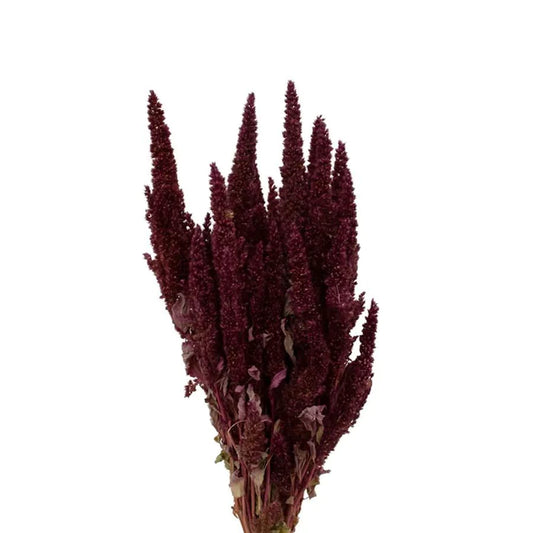 Dried Amaranthus Upright, Burgundy (x 10 stems)