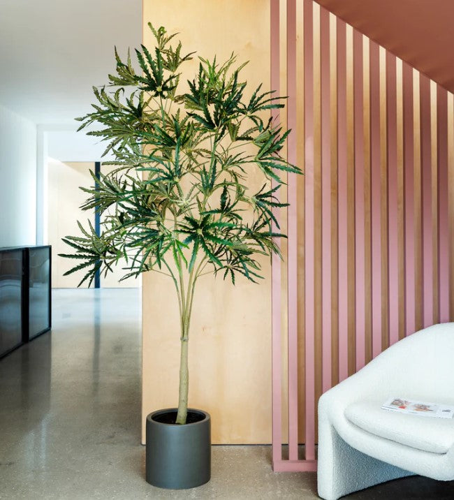 Artificial Aralia