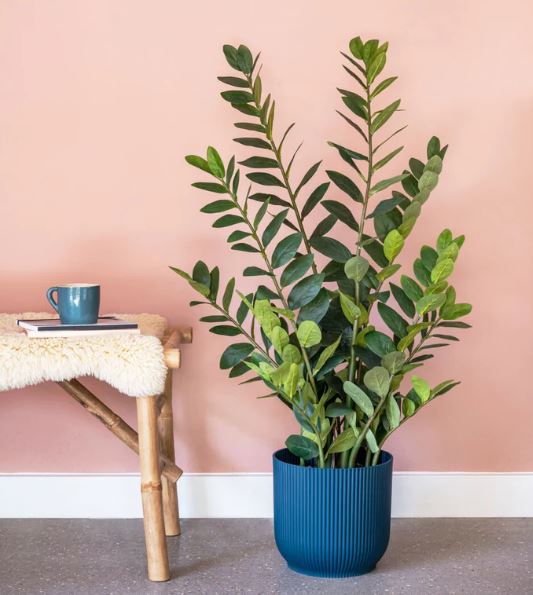 Artificial ZZ Plant, 110cm