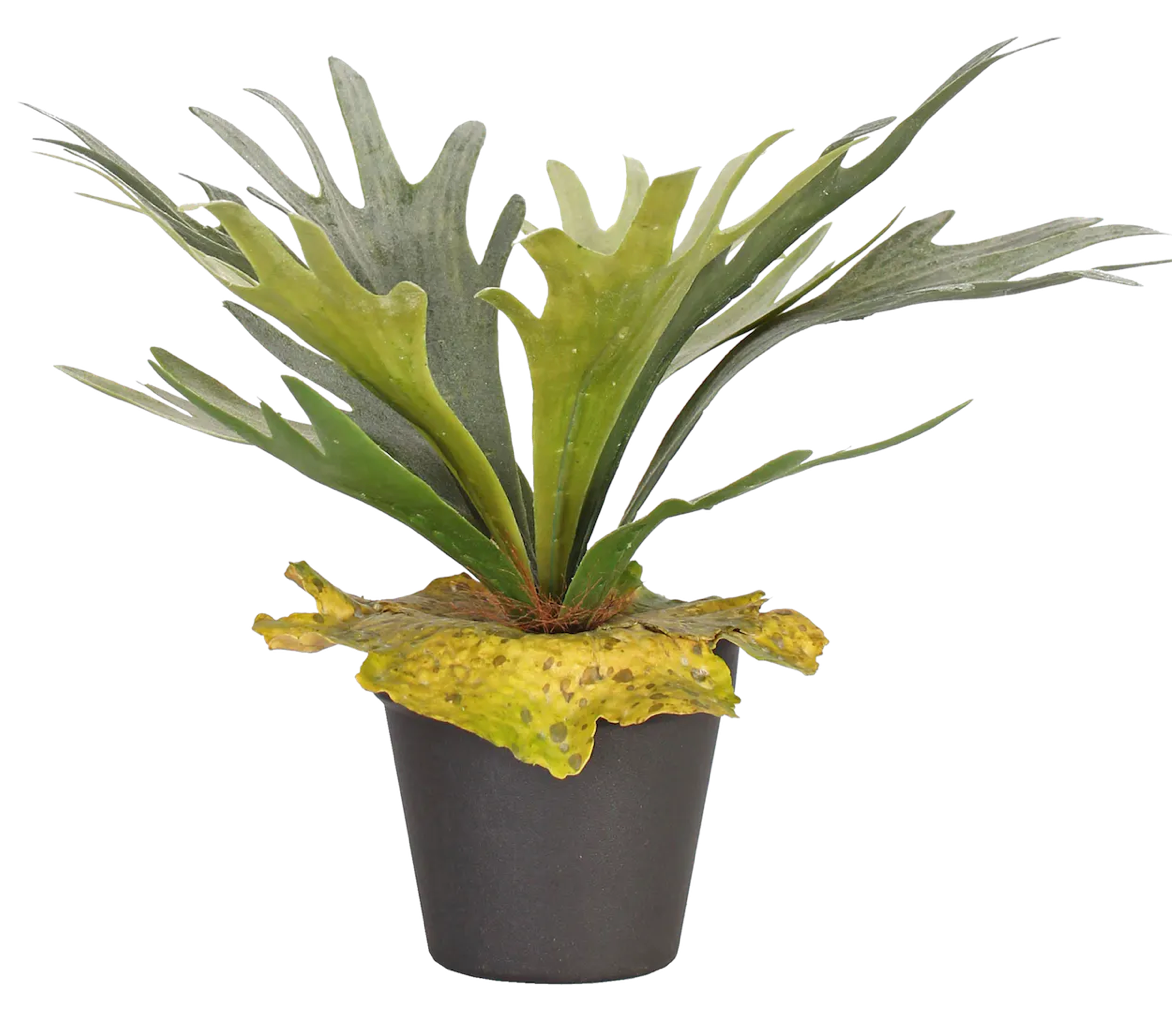 Artificial staghorn fern