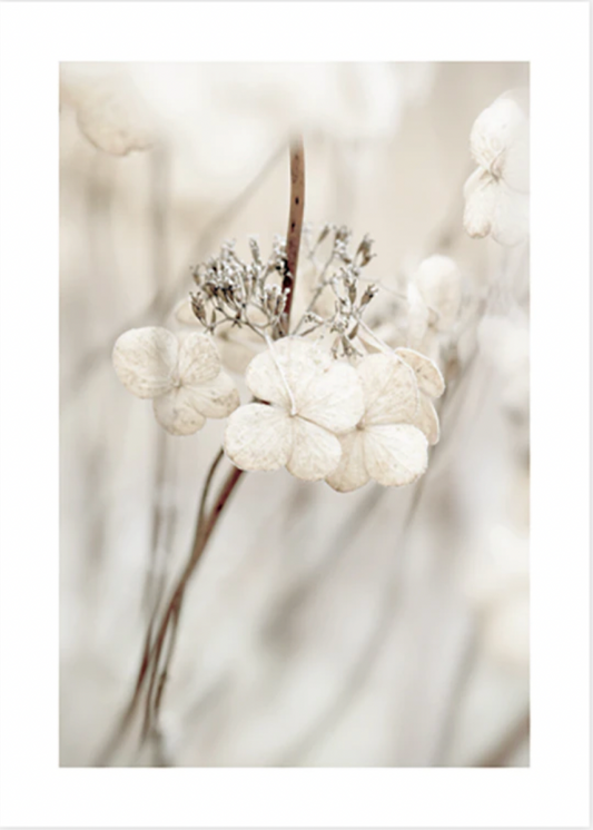 Decaying Hydrangea Poster 