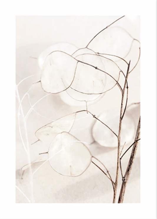 Dried Botanical Life No1 Poster 