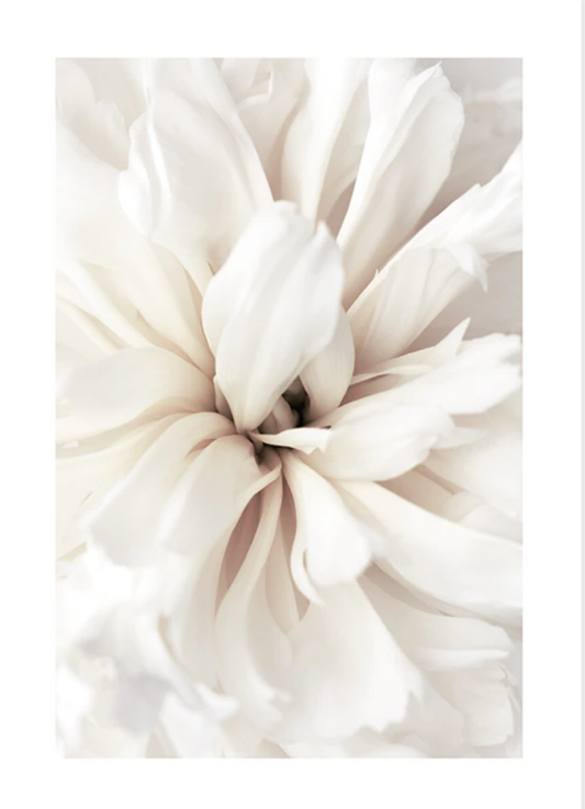 Close Up Blossom Poster 