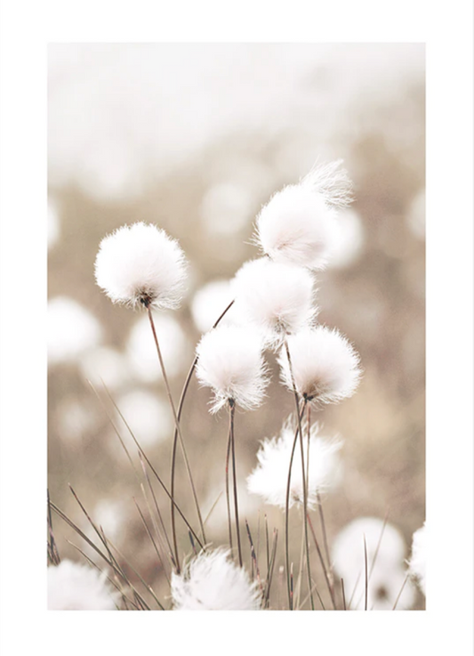 Cottongrass Poster 