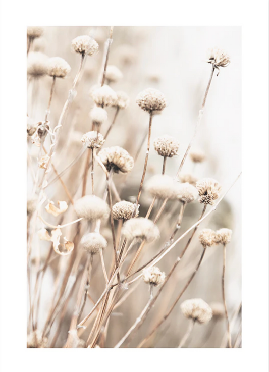 Delicate Dry Flowers Poster 