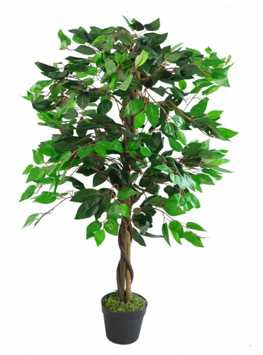 Ficus Tree by Leaf