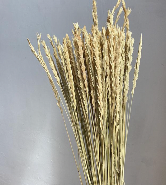 Dried Columbian Brome Grass, Natural Light Brown (Seghetta Grass) 80cm