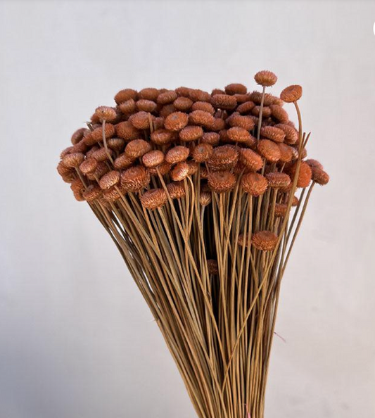 Dried Botao Buttons, Pale Orange, 40-50cm 100gm