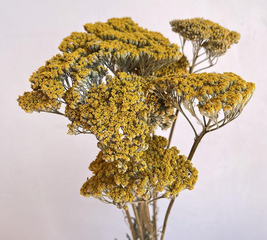 Dried Achillea 'Parker's Variety', Natural Yellow (Yarrow) 60-70cm Bloom size 4-6cm