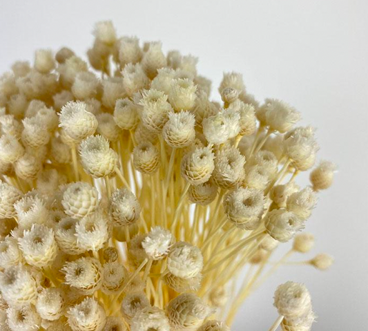 Dried Happy Flower, Bleached Ivory (Jazilda) 50cm