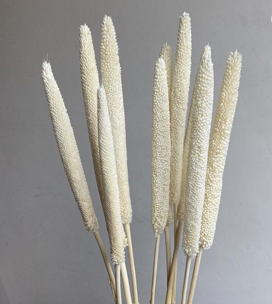 Dried Babala, Bleached White (Pearl Millet) 70cm Seed head 15-20cm
